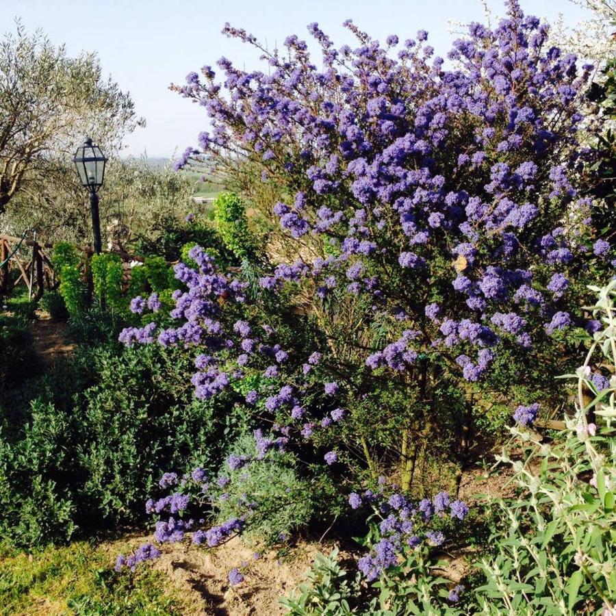 Olivella Villa Campagnano Di Roma Ngoại thất bức ảnh